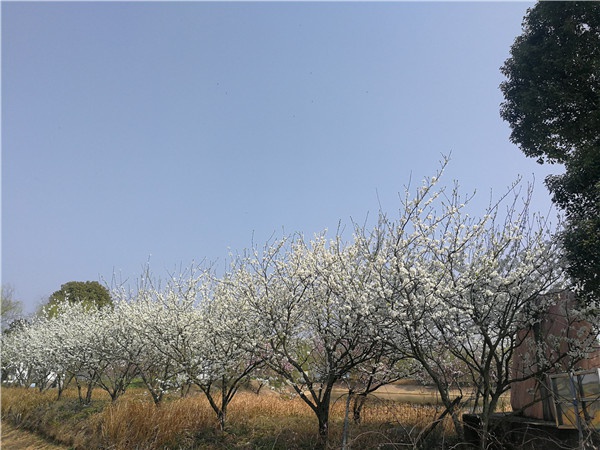 基地花景